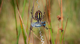 Macrofoto bewerken