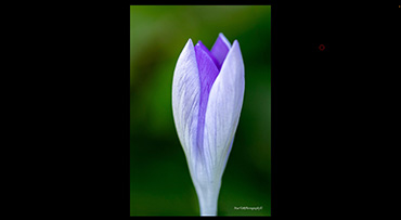 De foto van Robert van Maele