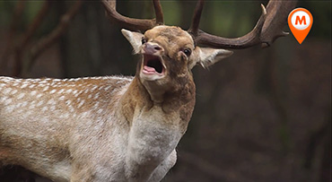Bronst in het Monumentbos
