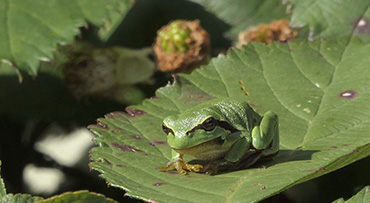 Boomkikkers fotograferen