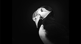 Een low-key fotobewerking in Lightroom Classic