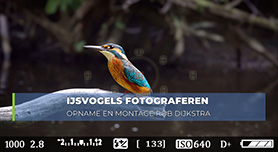 Ijsvogels fotograferen