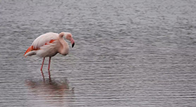 Flamingo's in het Zwillbrocker Venn