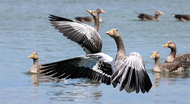 Object roteren in Photoshop beta