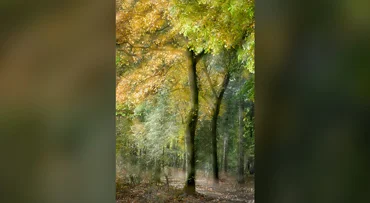Orton effect