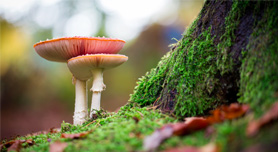 4 basis tips voor het fotograferen van paddenstoelen
