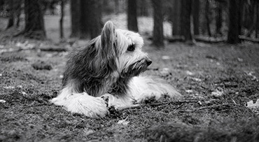 Meyer-Optik G�rlitz Domiron 50mm f/2