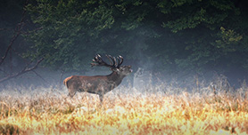 Wild van Denemarken