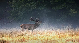 Wild van Denemarken