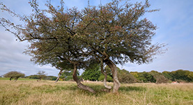 Meidoornveld