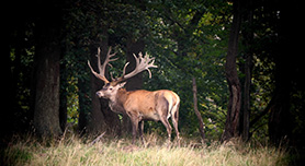 Locatie 4: Vangen van Edelherten in het Bos