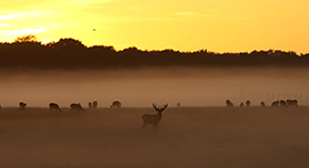 Locatie 9: De Beste Locaties voor Wildfotografie